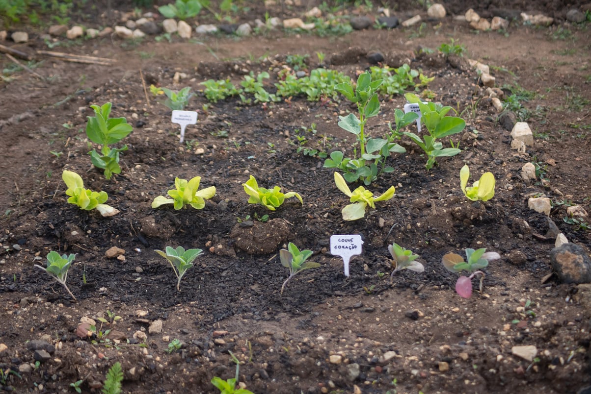 Close-Up Shot of Growing Plants in a Garden